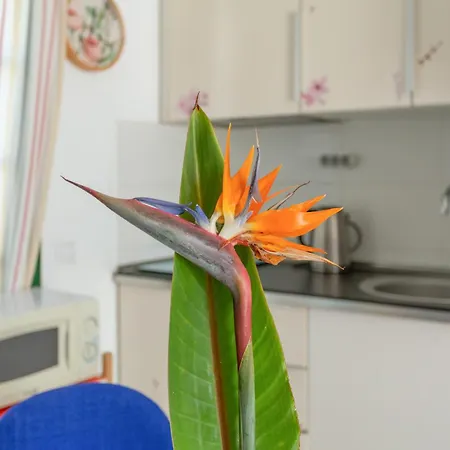 Aloe Dunas 3 Holiday park